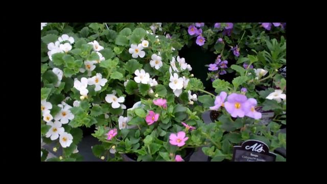 Premium Annuals смотреть онлайн