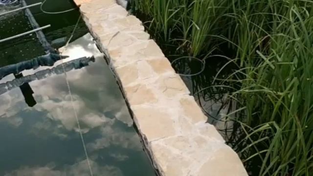 Хлорелла в пруду 2 смотреть онлайн