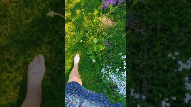 Крутая собака и красивая клумба с флоксами смотреть онлайн