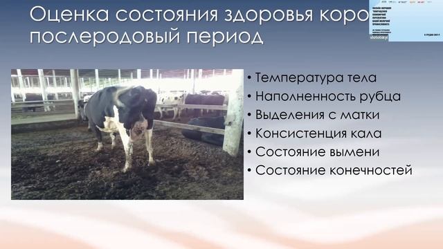Ветеринария и воспроизводство крупного рогатого скота смотреть онлайн