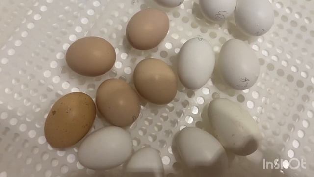 Цыплята из яиц посылкой смотреть онлайн