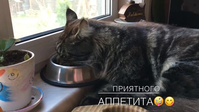 КОТ И СОБАКА# ЗАБИЯКИ# МИКС# ПРИЯТНОГО ПРОСМОТРА смотреть онлайн