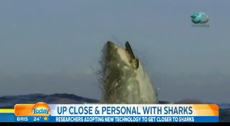 Реакция ведущих на большую акулу смотреть онлайн