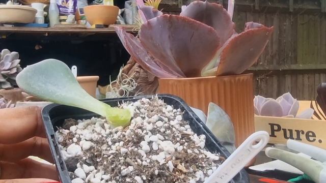 ?Decapitar mi bella suculenta⁉️NO! смотреть онлайн