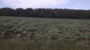 Посев подсолнечника сеялкой сз-3,6 Состояние на 22 июня