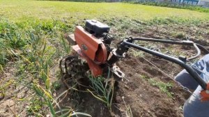 Копаем чеснок мотоблоком