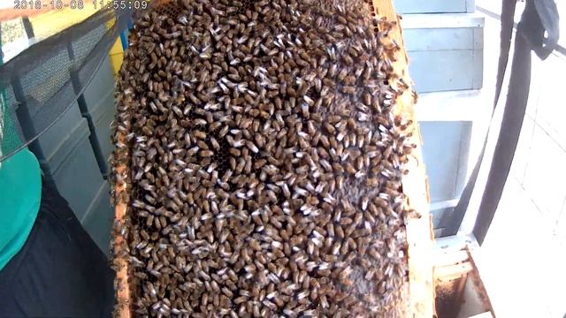 Купил пасеку. Впервые видит пчёл. Пчеловодство с нуля. смотреть онлайн