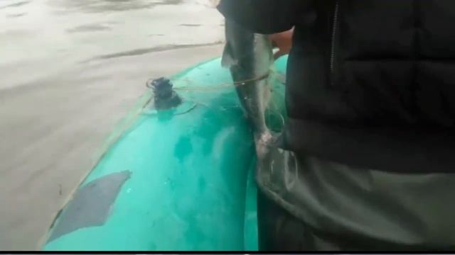 первый улов рыбы симы в николаевске на амуре на сеть смотреть онлайн