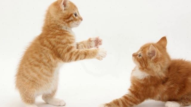 Два кота - клип смотреть онлайн