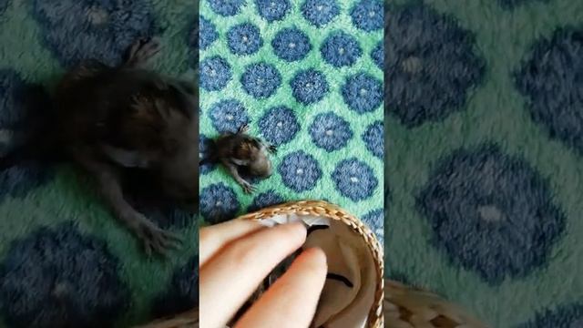 Второй день жизни белок Дегу смотреть онлайн