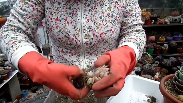 DESHIJANDO ECHEVERIAS 😍 смотреть онлайн