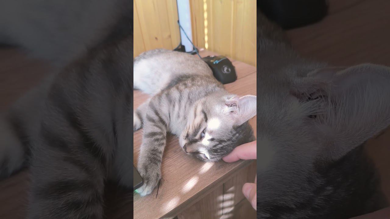 это вообще возможно? #shorts смотреть онлайн