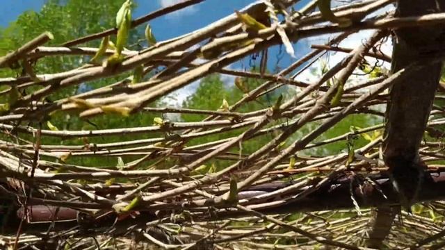 Проснулся девичий виноград. смотреть онлайн