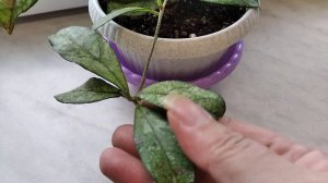 Hoya Crassipetiolata splash form Vietnam