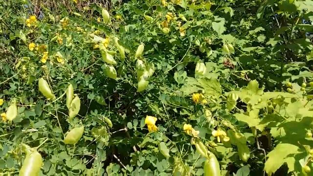 Растение с пухкалкой. Что это?! ? Кусты смотреть онлайн