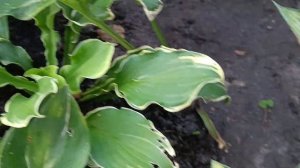 Хоста КАТЕРИНА !