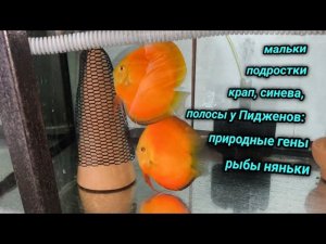 Разведение, содержание дискусов и эксперименты