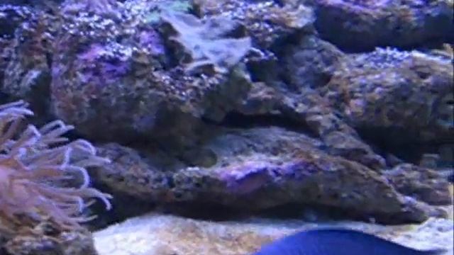 Океанариум Сиднея смотреть онлайн