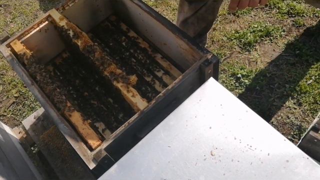 Бакфаст, состояние на апрель. смотреть онлайн