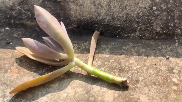 OMG!!! What happened to my Graptoveria Fred Ives plant смотреть онлайн