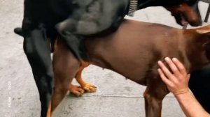 Doberman mating, black and brown breeding.