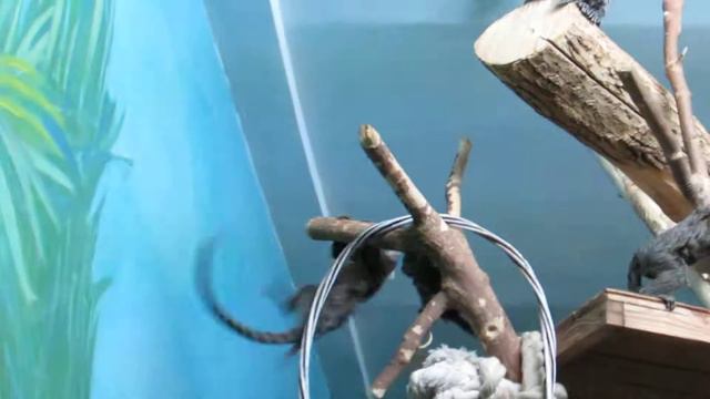 Игрунки и малыши в тропическом мире 21.11.18 смотреть онлайн