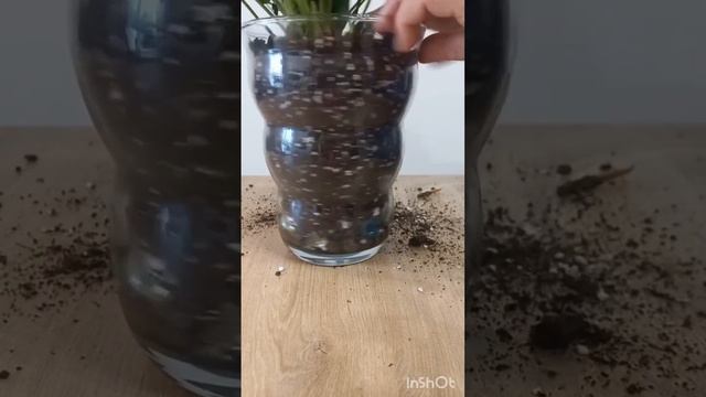 КОГДА следует ПЕРЕСАЖИВАТЬ Антуриум. #антуриум #anturium #anthurium #закрытаясистема смотреть онлайн