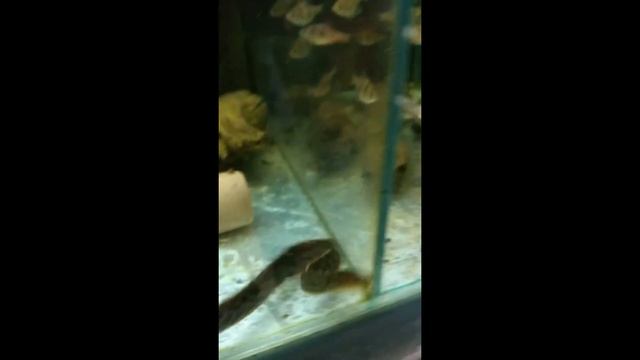 Мурена пресноводная (Gymnothorax tile). смотреть онлайн