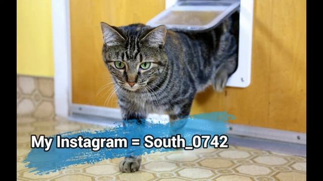 Interesting Facts We Don't Know In Cats !!!!!! смотреть онлайн