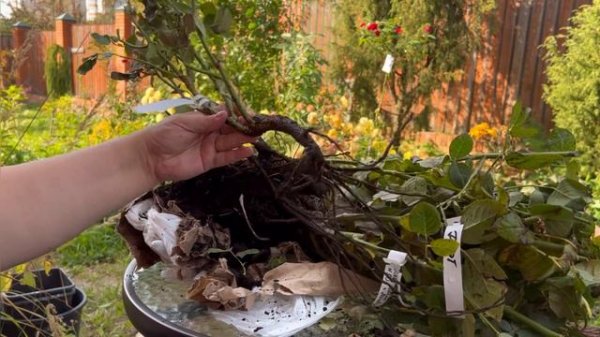 Офигенные саженцы роз по 250 руб. Посылка с телеграмм канала Саженцы роз.