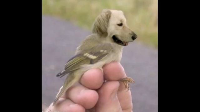 Animorphs - Funny animal pictures blended in Photoshop смотреть онлайн