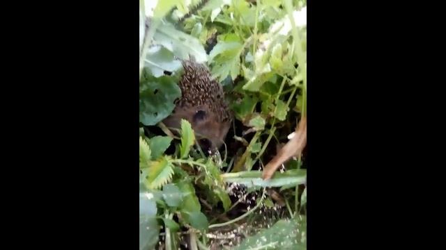 Ёжик в саду смотреть онлайн