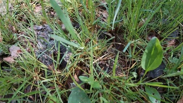 Красоты в лесу уже для нас мало смотреть онлайн