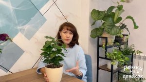 Кофейное дерево Уход и содержание в домашних условиях