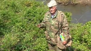 Яснотка белая или Глухая крапива