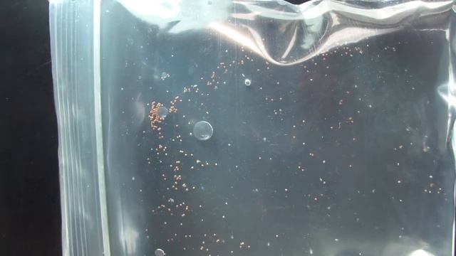 Triops australiensis hatching test смотреть онлайн