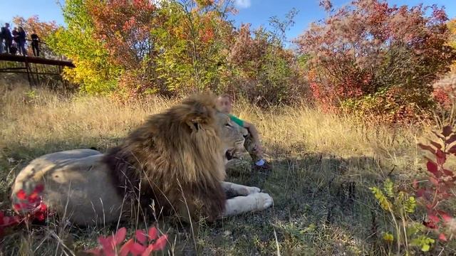 ПОЦЕЛУЙ со ЛЬВОМ на БИС ! Люди в восторге! смотреть онлайн