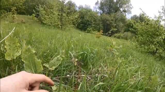 Интродукция черного ореха в климатической зоне 4а смотреть онлайн