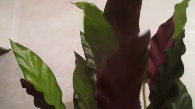 Калатея-1. Зелёный с лиловым "велюровый" лист! Растение-"молитвенник" смотреть онлайн