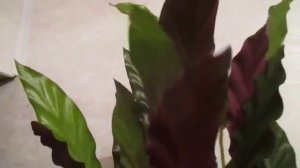 Калатея-1. Зелёный с лиловым "велюровый" лист! Растение-"молитвенник"