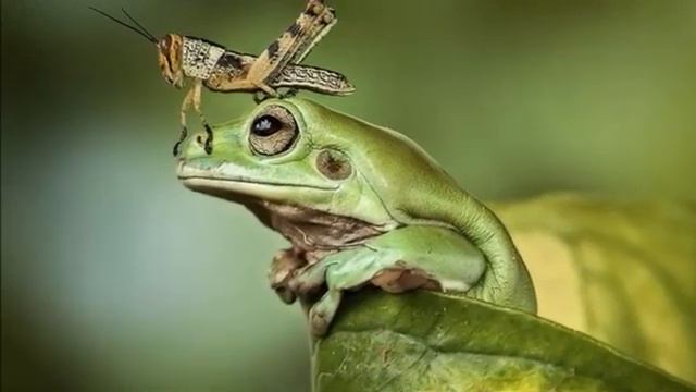 The Green Grasshopper (в траве сидел кузнечик, зелёненький он был) смотреть онлайн