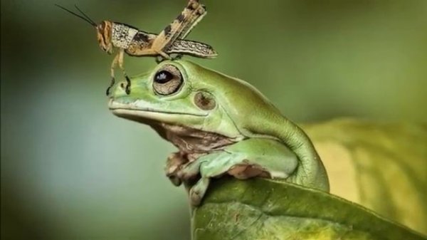 The Green Grasshopper (в траве сидел кузнечик, зелёненький он был)