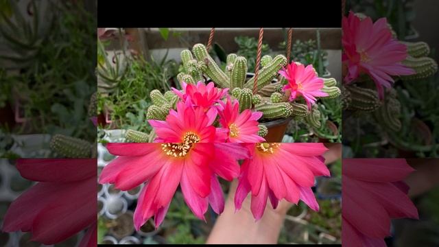 МОИ КАКТУСЫ СОШЛИ С УМА | МАЙ 2022 | ЦВЕТЕНИЕ КАКТУСОВ смотреть онлайн