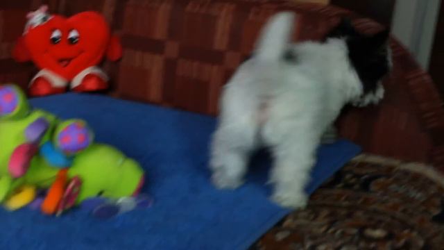 Копия видео MVI 1511