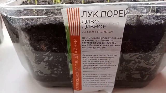 02/03/2022 Готовлю холодец/Замиокулькас зацвёл/Всходы лука/Результат повторного теста. смотреть онлайн