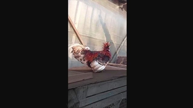 #Shorts Петушок - Забияка Павловские #петухи Pavlovskie #chickens Pavlovsky #roosters bully смотреть онлайн