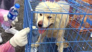 КАК СПАСАЮТ СОБАК С ФЕСТИВАЛЯ СОБАЧЬЕГО МЯСА КИТАЙ