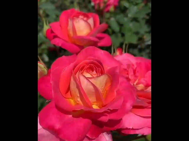 Мидсаммер ‼️ rosebushes.ru смотреть онлайн