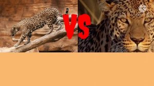 леопард против ягуара кто силнее