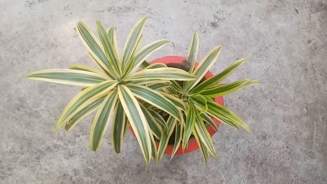 How to grow Song of India (Dracaena) with Cutting and Care. смотреть онлайн